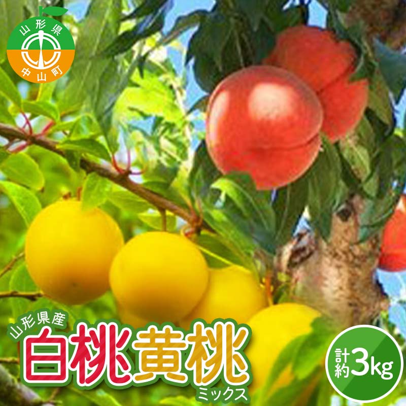 s2026NY sttR`Y@E~bNX Gi 3kg _炩Ȃ铍 iEʐ ܂ʕ    t[c  R`Y F4A-0974R`R14000ʕEt[c