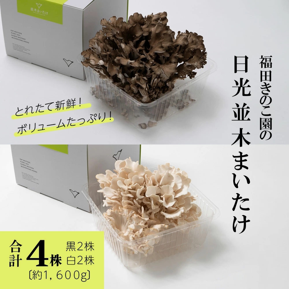 ƂꂽĐVNIĉ́w؂܂x4(2^2)  (1600g)b̂ }C^P  LmR Y _ƒ Y [0325]Ȗ،s19000؁Ê̂