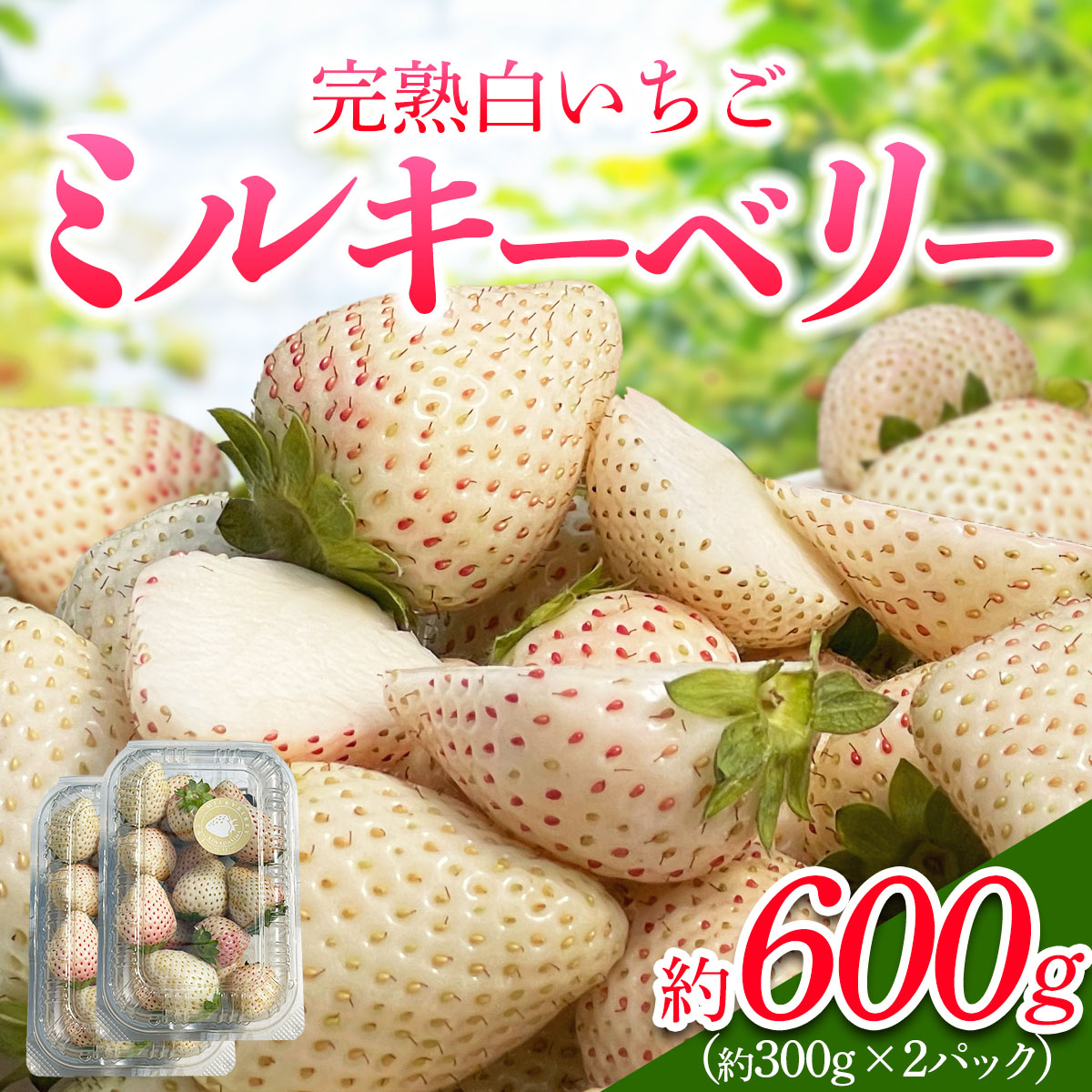 [s\] Y u~L[x[v300g×2pbN v600g [2026N1{珇]b~L[x[  C`S  ʕ t[c Y Ȗ،Y Ԍ ʌ [0676