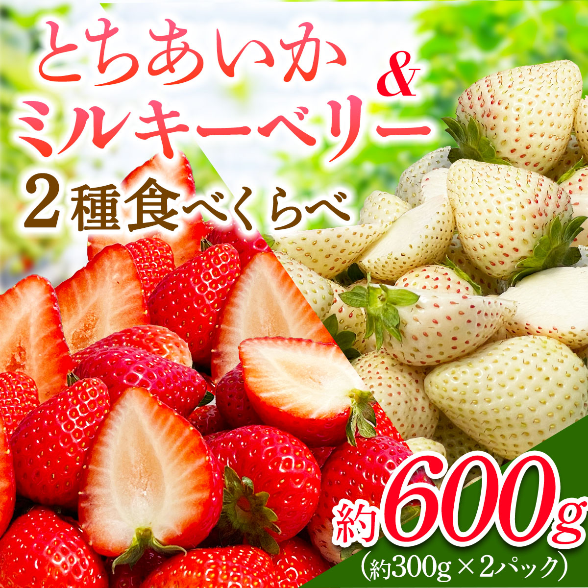 [s\]  2Hה׃ZbguƂ~L[x[ve1pbN v600g [2026N1{珇]bƂ ~L[x[  C`S  ʕ Y Ȗ،Y t