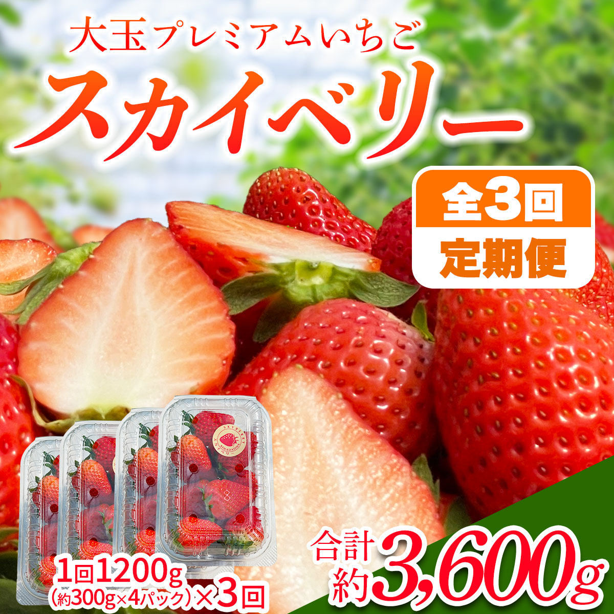 [s\] [ց^3] Y v~AuXJCx[v (͂ 1.2kg×3 v3.6kg) [2026N1{珇]bXJCx[  C`S  ʕ Y Ȗ