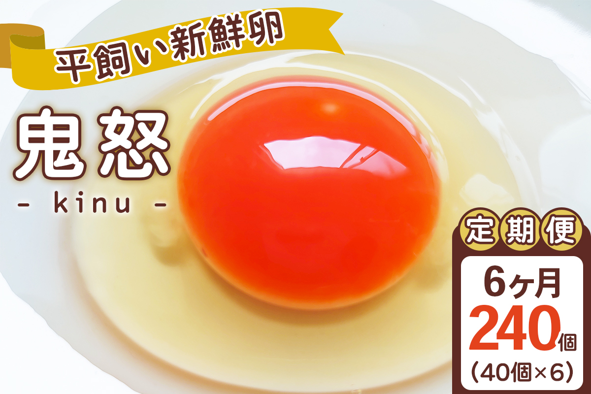 [ց^6] VNuS{v40×6 v240 gIb6A  sY  藑 ܂ ʎq  { [0725]Ȗ،s96000Eii{AG