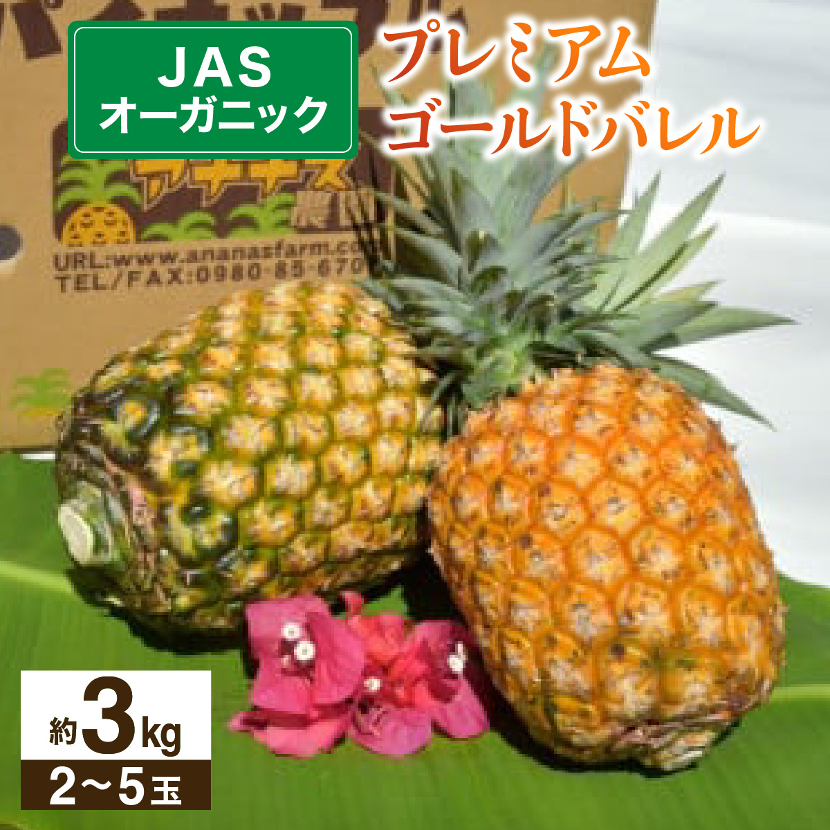 yJASI[KjbNz v~AS[ho 3kg 2`5 023-a009_2026ꌧ|x28000ʕEt[c}S[EpCibv
