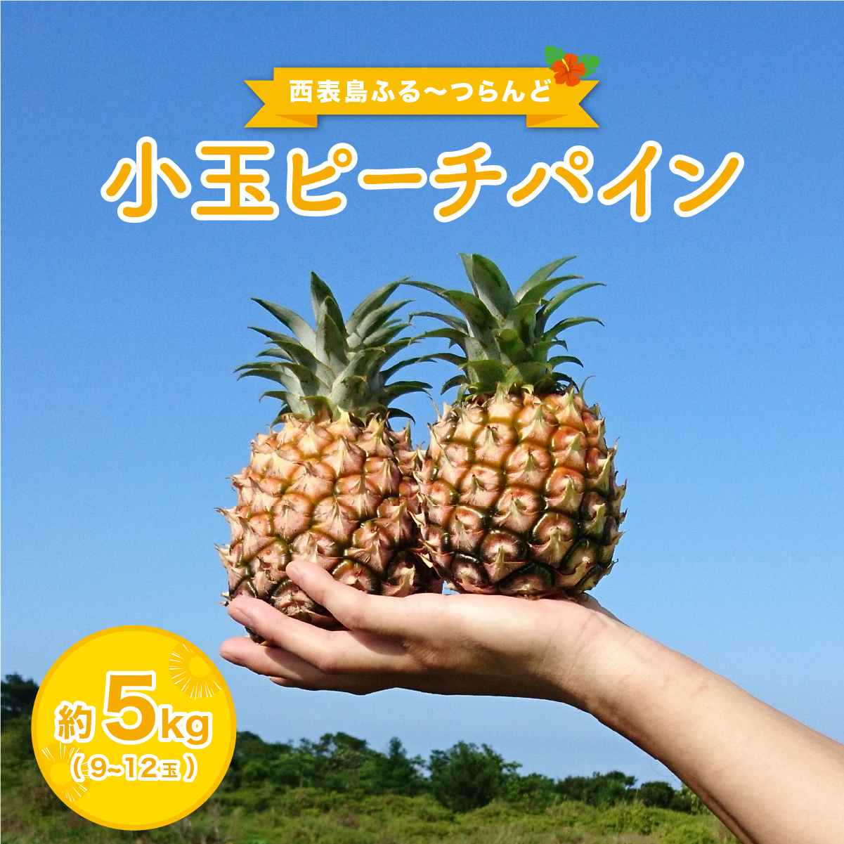 2026年 先行予約 小玉 ピーチパイン 約5kg 9〜12玉 ★西表島ふる〜つらんど★美味しさギュッと! 果物 フルーツ パイン沖縄県竹富町15000果物・フルーツマンゴー・パイナップル