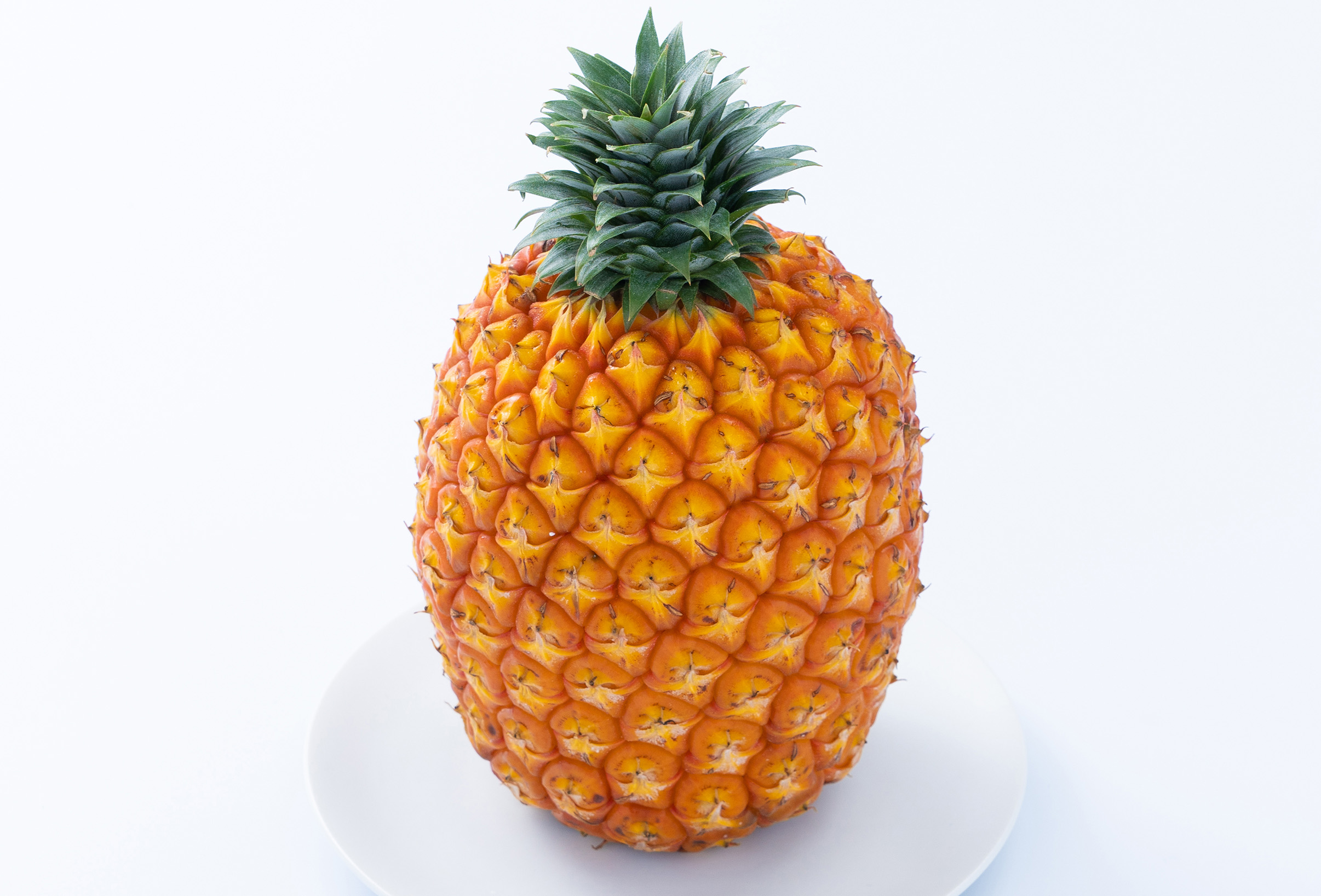 pCibv S[ho 3kg 2`4 pC ʕ t[c  \yTOK:iӂ[ށzzsFꌧ|x19000ʕEt[c}S[EpCibv