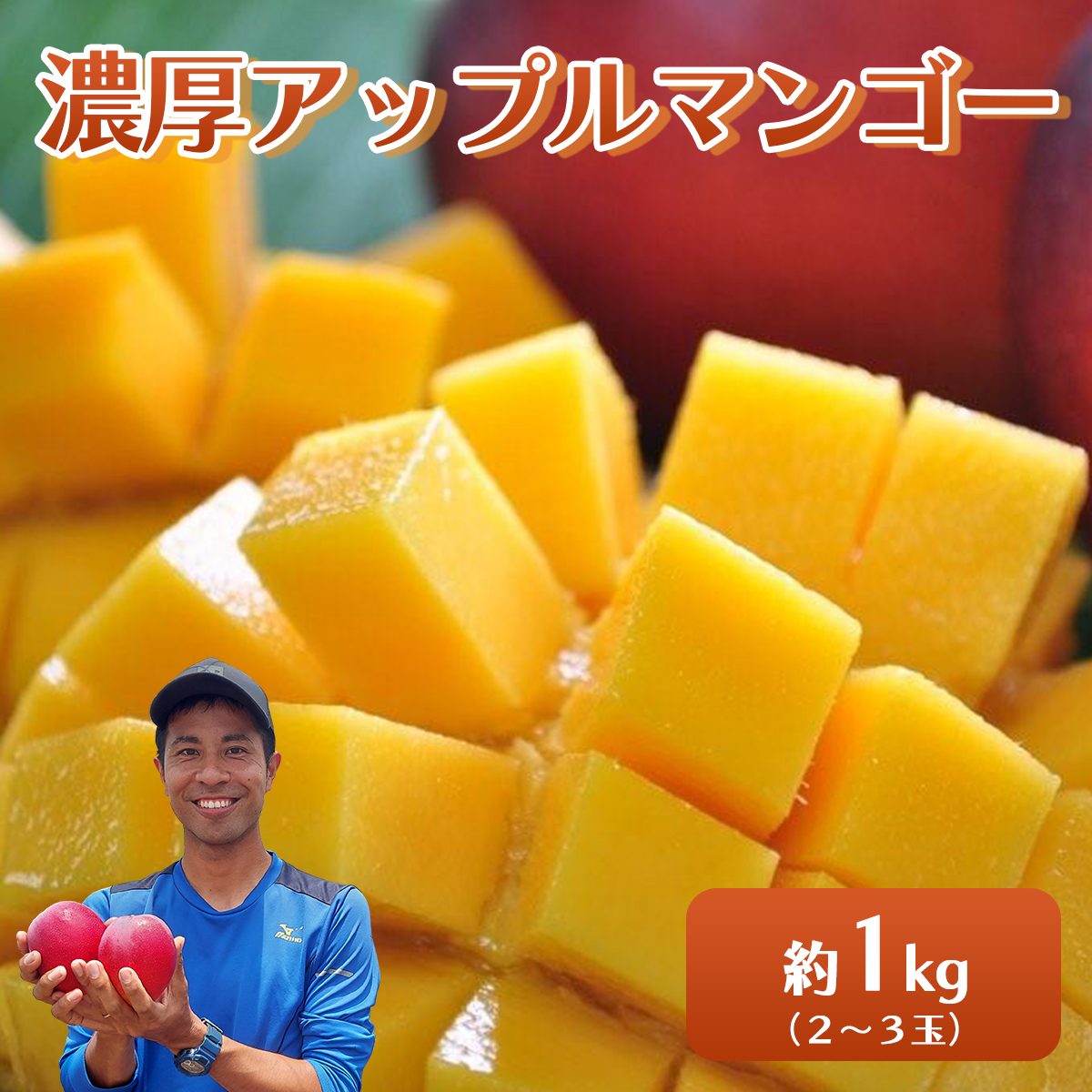 2026年 先行予約 アップルマンゴー 約1kg 2〜3玉 セット 八重山マンゴー品評会総合1位を計3回獲得!高糖度保証!農園ファイミール 濃厚 果物 フルーツ 031-a006_2026沖縄県竹富町15000果物・フルー