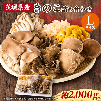茨城県城里町産 きのこの詰め合わせ Lサイズ 約2kg【配送不可地域:離島・沖縄】【1593969】茨城県17000野菜・きのこきのこ