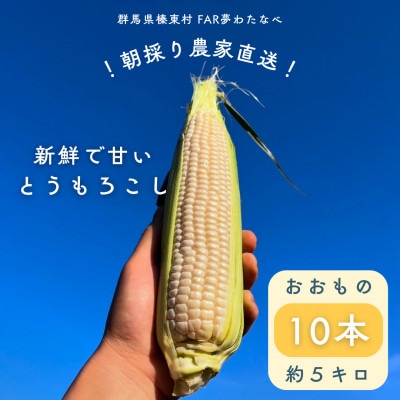 【先行予約】糖度18度前後 朝採りトウモロコシ しろいおおもの 約5kg(10本)【配送不可地域:離島】【1598110】群馬県榛東村12000野菜・きのことうもろこし
