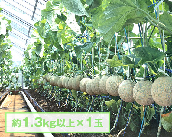 【約1.3kg以上×1玉】千葉アクアメロン(マスクメロン)大玉千葉県東金市12000果物・フルーツメロン・スイカ