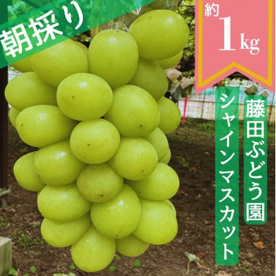 【2025年先行予約】藤田ぶどう園のシャインマスカット 約1kg【配送不可地域:離島】【1555319】和歌山県橋本市13000果物・フルーツマスカット・ぶどう