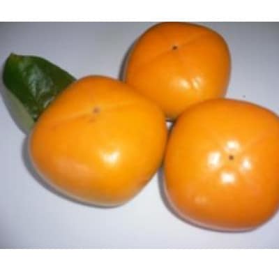 和歌山県産 橋本の柿 刀根早生柿 4kg化粧箱【1628700】和歌山県橋本市15000果物・フルーツその他 果物・フルーツ