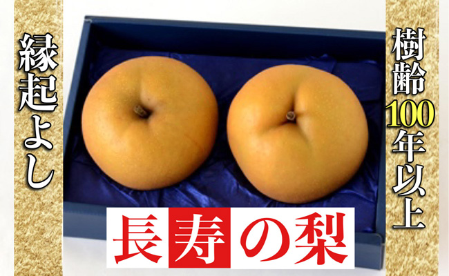 【産直もぎたて】樹齢100年以上・縁起のよい長寿の梨 1.2kg(国産 フルーツ ナシ 新高 果物 くだもの 贈答用 プレゼント)宮崎県小林市14000果物・フルーツりんご・梨
