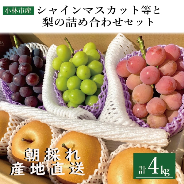 【先行受付・産直もぎたて】完熟シャインマスカット等と梨セット 計4kg(フルーツ 果物 くだもの シャインマスカット ブドウ ナシ 先行受付 2025 贈答用 プレゼント 限定)宮崎県小林市34000