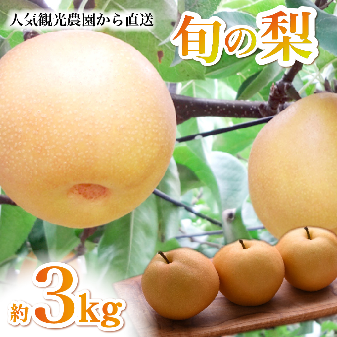 【観光農園直送!】旬の梨詰め合わせ 3kg(梨 なし ナシ 果物 フルーツ 限定)宮崎県小林市10000果物・フルーツりんご・梨
