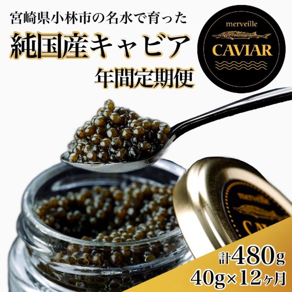【定期便:年12回】【純国産宮崎キャビア】メルベイユキャビア480g宮崎県小林市624000魚介・海産物明太子・その他魚卵