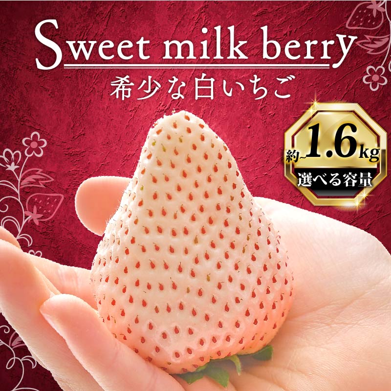 いちご 白いちご 計 1600g 計 4 パック 高級 白 イチゴ 苺 セット Sweet milk berry 4 パック 400g × 4 パック フルーツ 果物 ストロベリー 産地直送 国産 スイーツ デザート くだもの イチゴ 果物 贈答