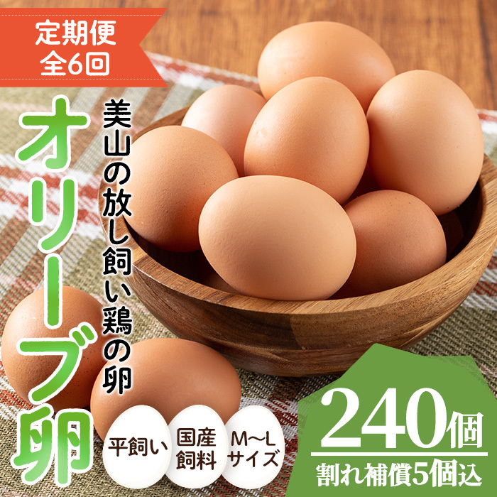 No.779 <全6回・定期便>鹿児島県産美山オリーブ卵(40個×6回連続) 【美山たまご王国】鹿児島県日置市60000卵・乳製品卵(鶏、烏骨鶏等)